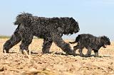 BOUVIER DES FLANDRES 168